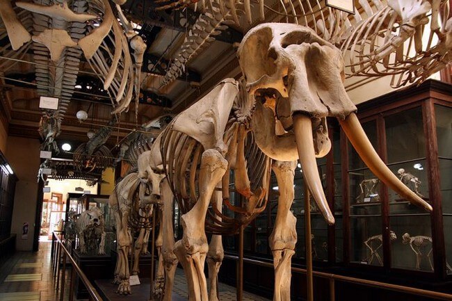 Lviv Zoological Museum will conduct a free online tour